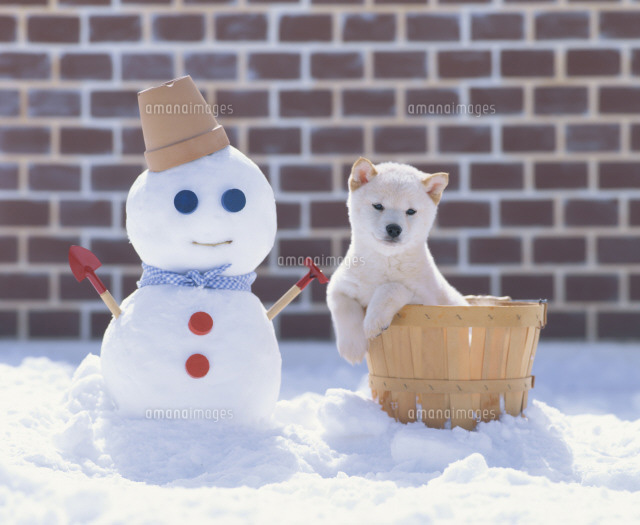 雪だるまとカゴと柴犬 の写真素材 イラスト素材 アマナイメージズ