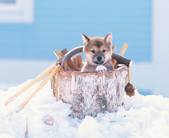 雪の上のまきと茶色い柴犬 25121012924 の写真素材 イラスト素材