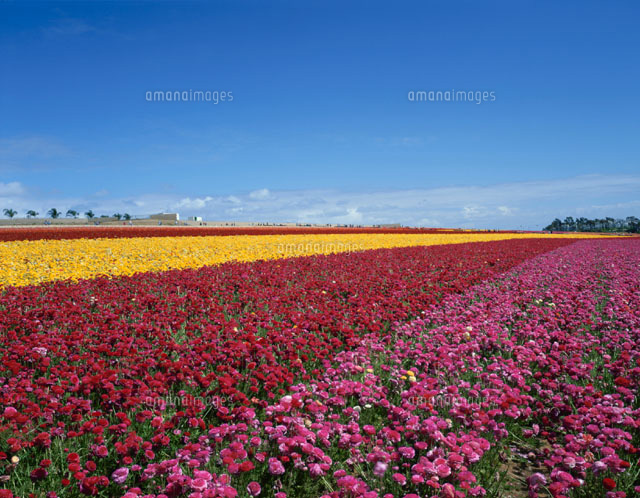 すべての美しい花の画像 ベスト50 3月 花畑