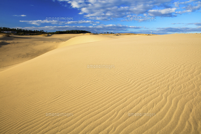 鳥取砂丘風紋 の写真素材 イラスト素材 アマナイメージズ