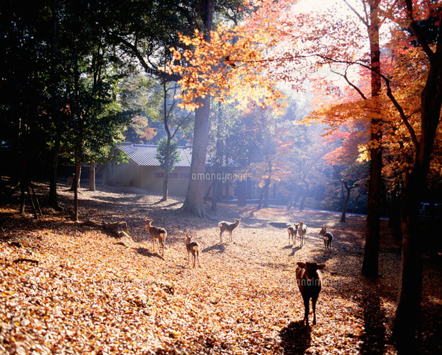 秋の奈良公園の鹿 朝景 25516000281 の写真素材 イラスト素材 アマナ