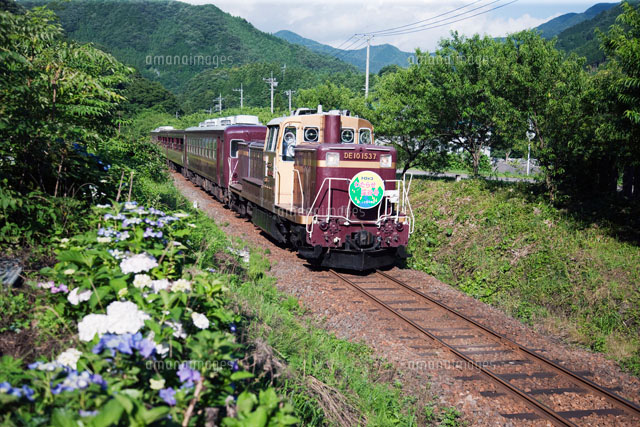 アジサイ咲くわたらせ渓谷鉄道 トロッコ列車 沢入駅〜神戸駅
(c)TAKAHIRO MIYAMOTO/SEBUN PHOTO