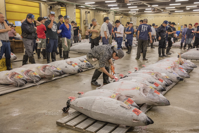 築地市場 マグロのせり の写真素材 イラスト素材 アマナイメージズ