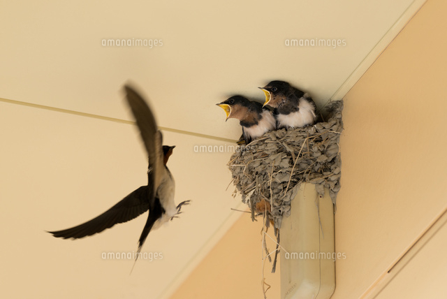 美しい花の画像 ラブリーツバメ イラスト 簡単