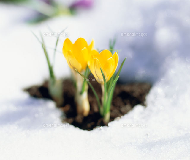 印刷可能無料 クロッカス イラスト 無料イラスト 春夏秋冬 イラストわんパグ