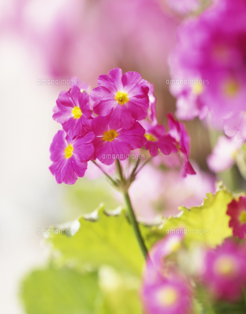すべての花の画像 最高プリムラ 花 イラスト