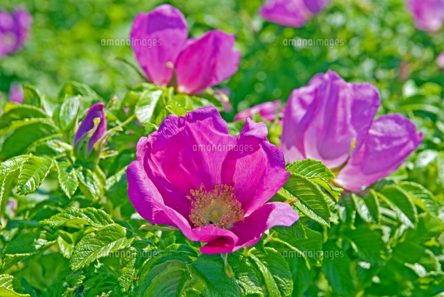北海道の花
(c)YOICHI TSUKIOKA/SEBUN PHOTO