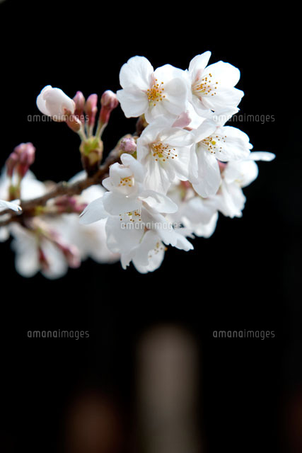 南禅寺の桜
(c)YOICHI TSUKIOKA/SEBUN PHOTO