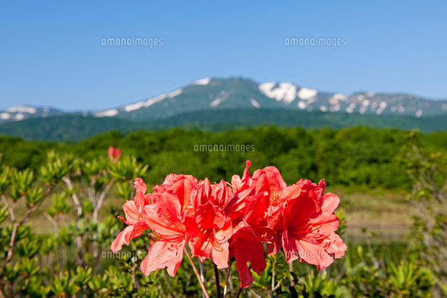新緑の田代平湿原 ツツジと八甲田山
(c)YOICHI TSUKIOKA/SEBUN PHOTO