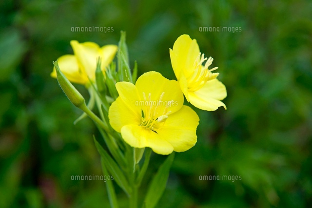 月見草
(c)YOICHI TSUKIOKA/SEBUN PHOTO