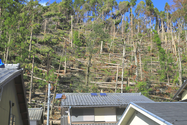 鞍馬街道沿いの山の倒木 の写真素材 イラスト素材 アマナイメージズ