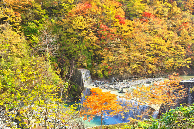岩手県 晩秋の八幡平 松川渓谷 26127007829 の写真素材 イラスト素材