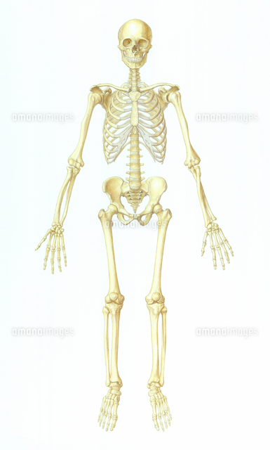 ヒトの全身骨格 の写真素材 イラスト素材 アマナイメージズ
