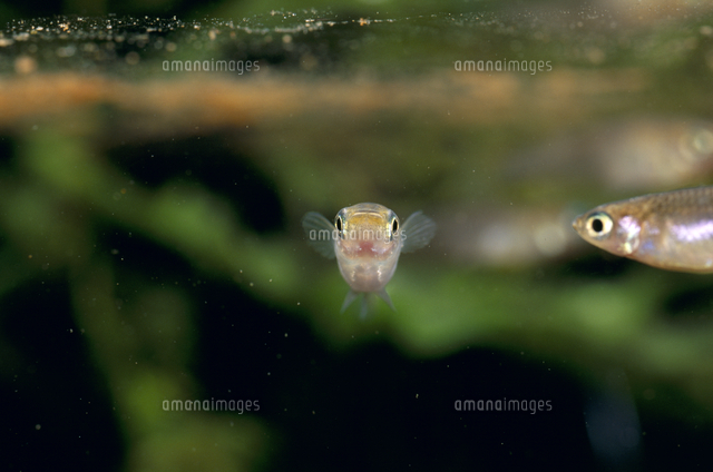 最も欲しかった 魚 正面 顔 イラスト