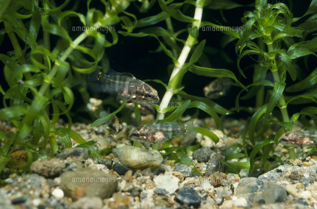 オヤニラミの稚魚 茶の縞が出る の写真素材 イラスト素材 アマナイメージズ
