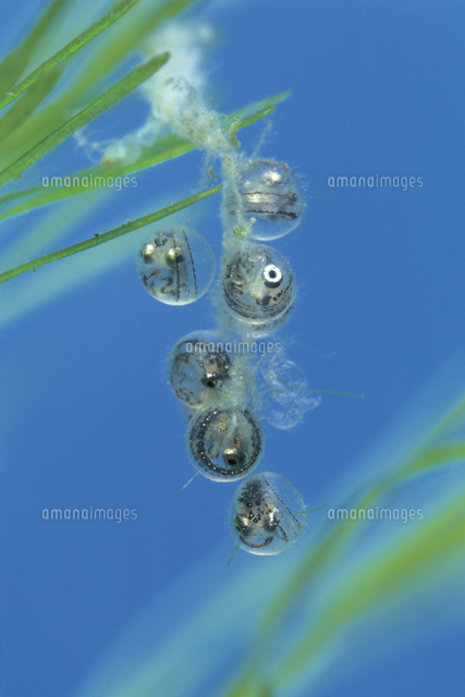 メダカの発眼卵 の写真素材 イラスト素材 アマナイメージズ