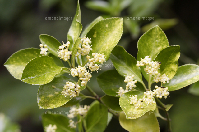 50 素晴らしいマサキ 花 最高の花の画像