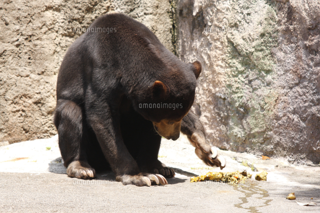 マレーグマ 自分の糞に興味を持つ の写真素材 イラスト素材 アマナイメージズ