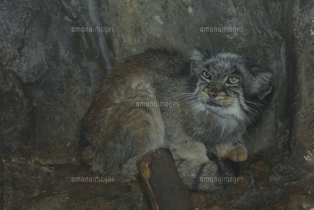 マヌルネコ 値段