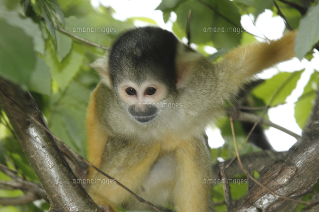 ボリビアリスザル の写真素材 イラスト素材 アマナイメージズ