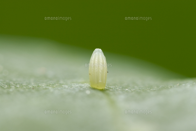 すべての動物の画像 新着モンシロチョウ 卵 イラスト