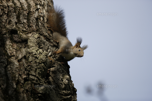 巣穴のエゾリス 32218000923 の写真素材 イラスト素材 アマナイメージズ