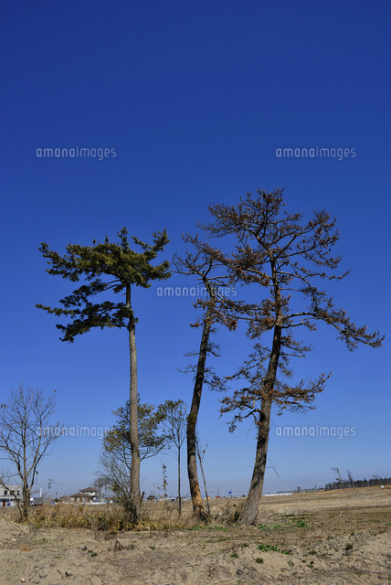 荒地に残る松の木 01088021741 の写真素材 イラスト素材 アマナイメージズ