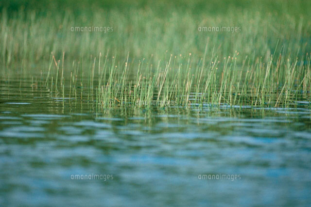 湿地 草
(c)LUSH LIFE/a.collectionRF