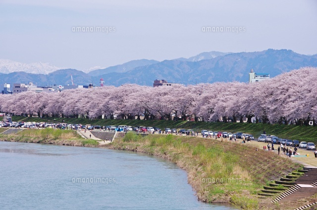 足羽川の桜
(c)Image House/a.collectionRF