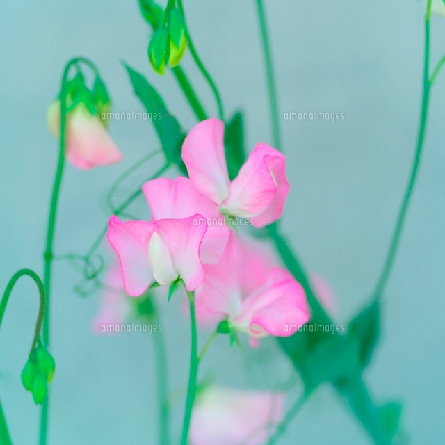 ストピー
(c)RIKUO NATSUUME/a.collectionRF