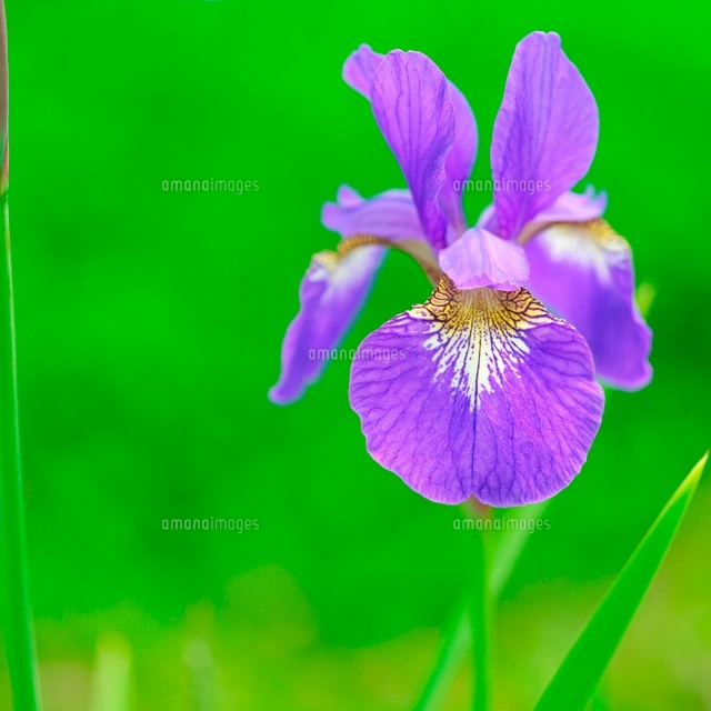 アヤメ
(c)RIKUO NATSUUME/a.collectionRF