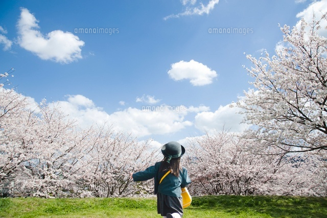 満開の桜並木を走る幼稚園児
(c)macomoco/a.collectionRF