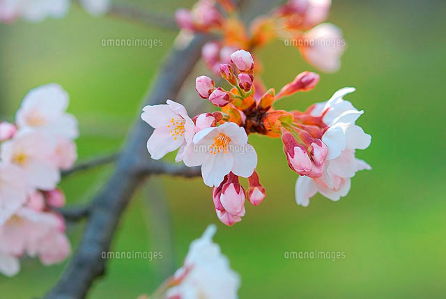桜の花
(c)MIYAKO/a.collectionRF