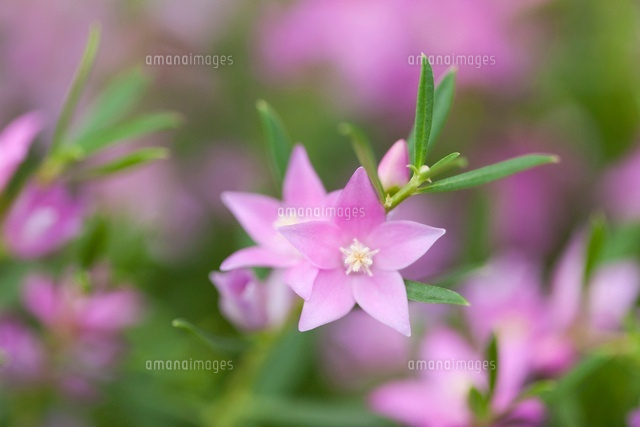 すべての花の画像 ベスト50 サザンクロス 花 イラスト