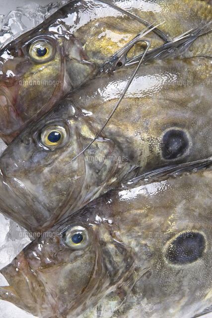 マトウダイ 10131059305 の写真素材 イラスト素材 アマナイメージズ