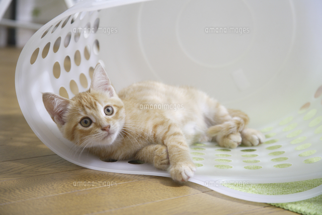 ランドリー籠の中で寛ぐ子猫
(c)GYRO PHOTOGRAPHY/a.collectionRF