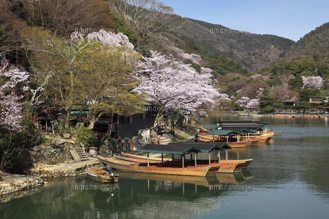 桜咲く嵐山と屋形船 の写真素材 イラスト素材 アマナイメージズ