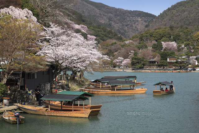 桜咲く嵐山と屋形船 の写真素材 イラスト素材 アマナイメージズ
