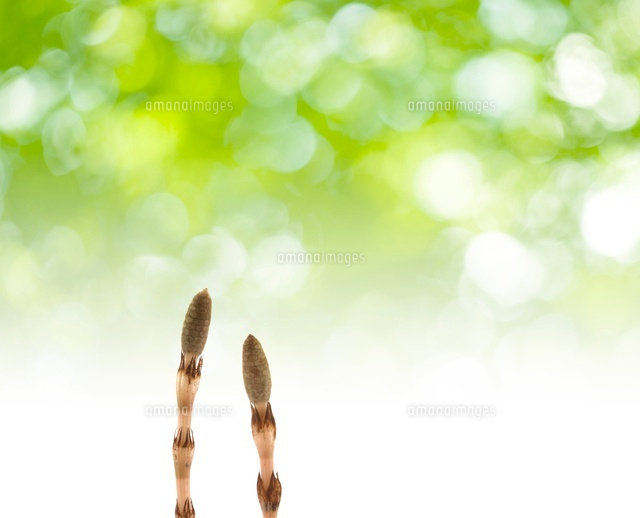 つくし
(c)KAZUNORI YOSHIKAWA/a.collectionRF