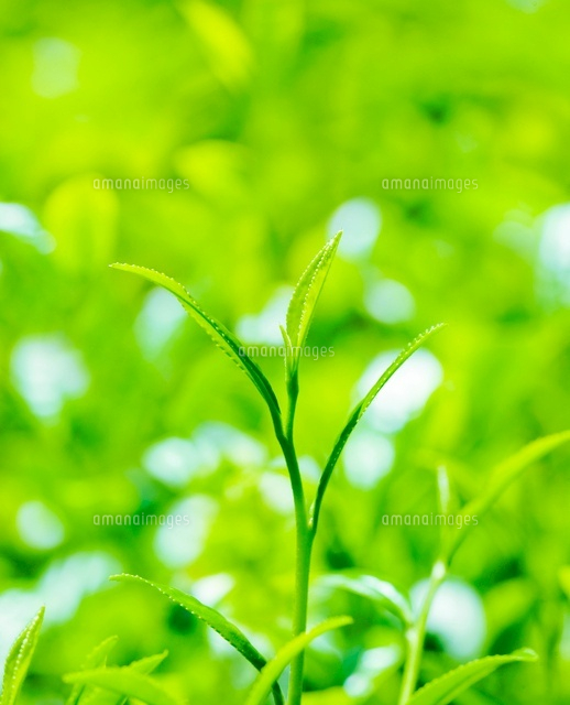 茶葉
(c)KAZUNORI YOSHIKAWA/a.collectionRF