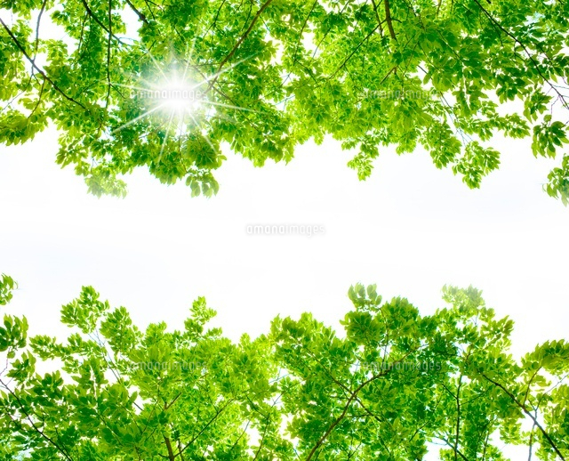 新緑
(c)KAZUNORI YOSHIKAWA/a.collectionRF