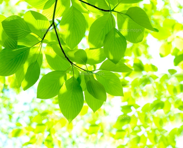 新緑
(c)KAZUNORI YOSHIKAWA/a.collectionRF