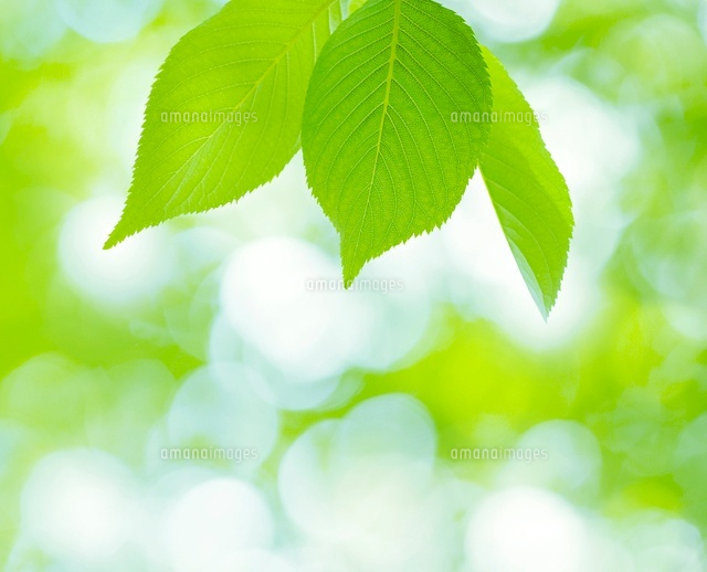 新緑
(c)KAZUNORI YOSHIKAWA/a.collectionRF