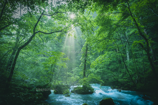陽が差し込む渓流の森 の写真素材 イラスト素材 アマナイメージズ