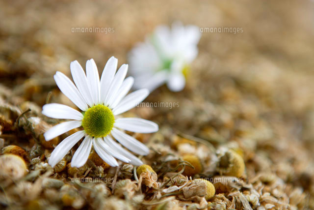 ジャーマンカモミールの花と茶葉
(c)pasmal/a.collectionRF