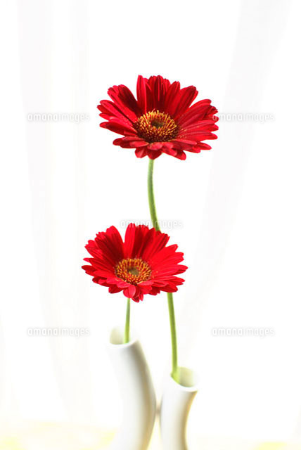 かわいいディズニー画像 無料ダウンロードガーベラ 赤い 花 イラスト