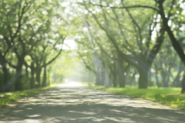 新緑の散歩道
(c)PHOTOLIFE/a.collectionRF