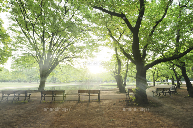 朝靄の新緑の代々木公園
(c)PHOTOLIFE/a.collectionRF