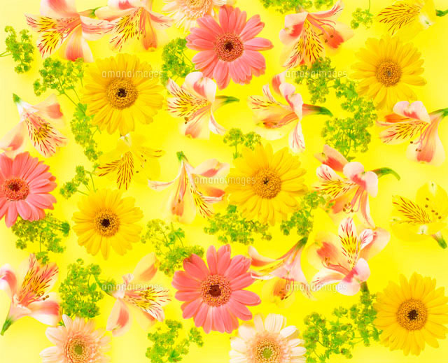 いろいろな種類の花 の写真素材 イラスト素材 アマナイメージズ