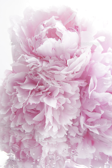 水に濡れたピンクの芍薬の花 の写真素材 イラスト素材 アマナイメージズ